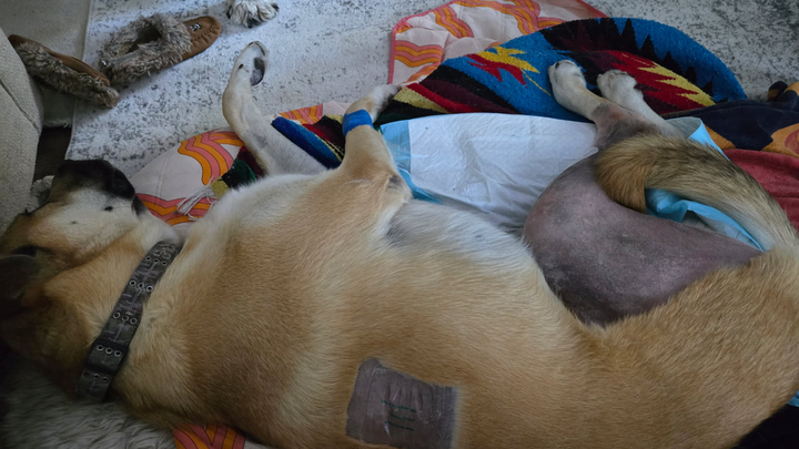 Barley needs another surgery campaign photo, 1 of 4