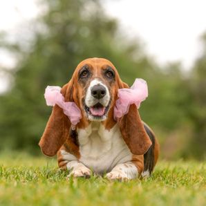 Lucky Bassethound