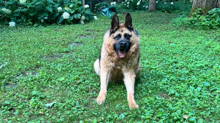 Help Quasi Enjoy His Golden Years campaign photo, 1 of 7