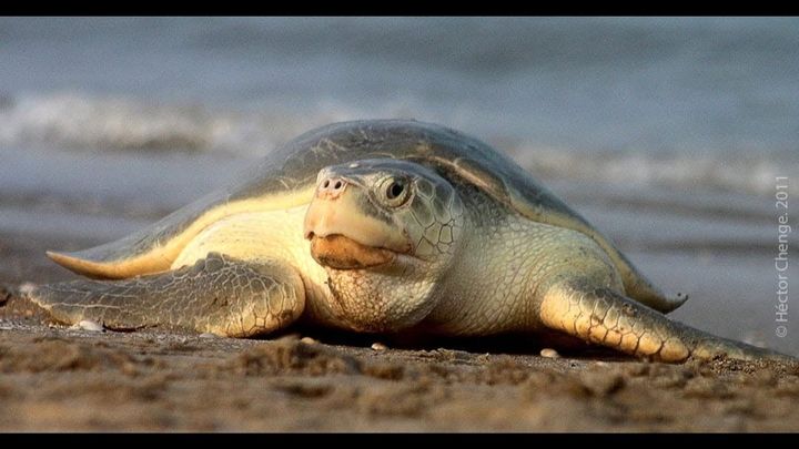Sea-Bees Bees saving turtles campaign photo, 1 of 8