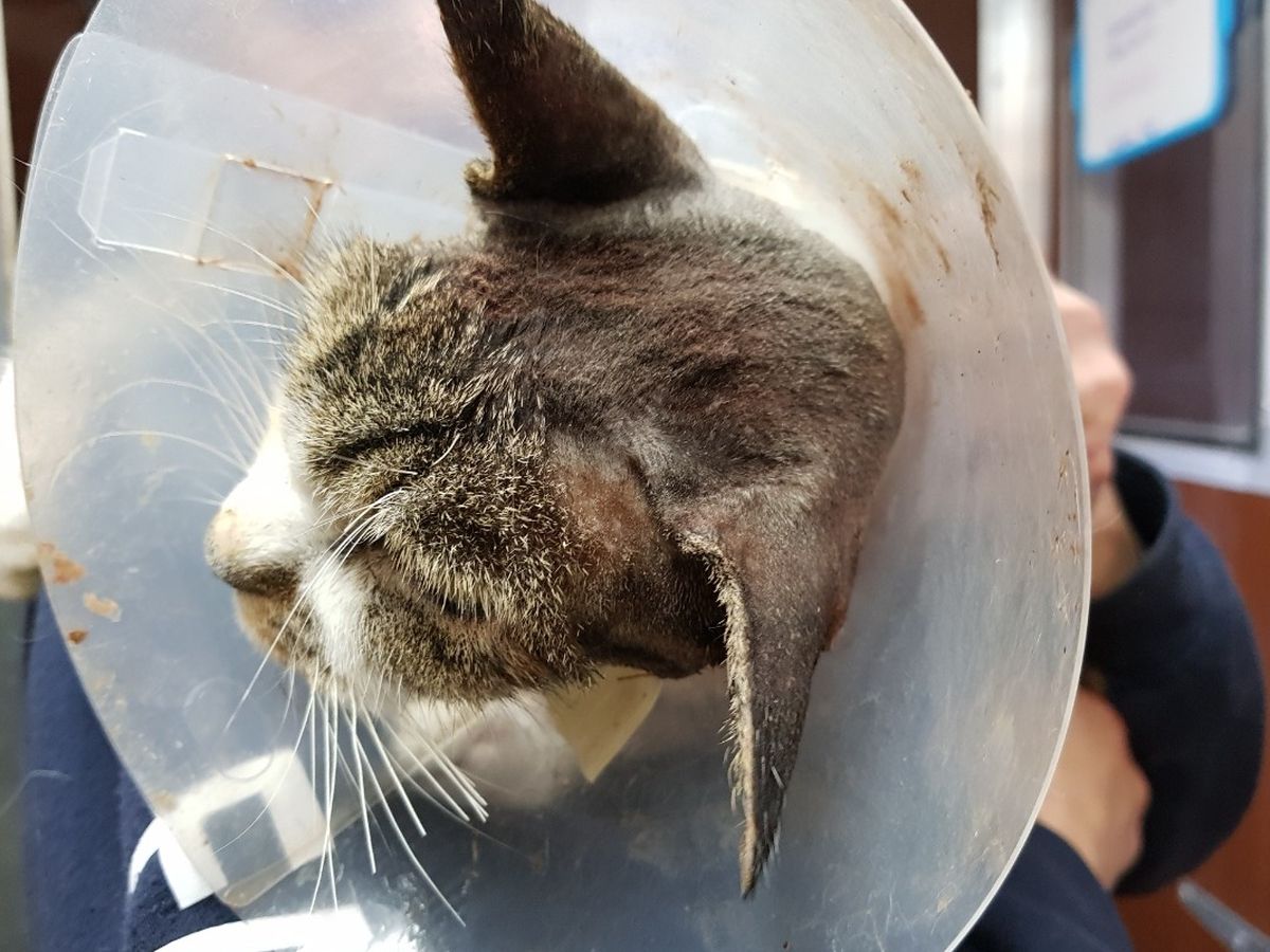 Cat Ear Polyp Surgery Cost Uk