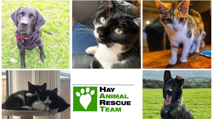 Hay hot sale cat rescue