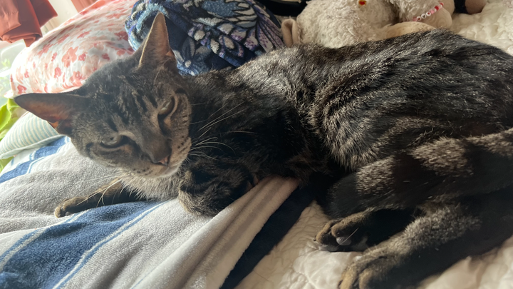 Help Tigre Get Urgent Vet Care campaign photo, 1 of 4