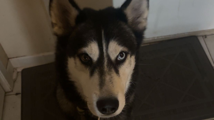 Help Koda campaign photo, 1 of 8