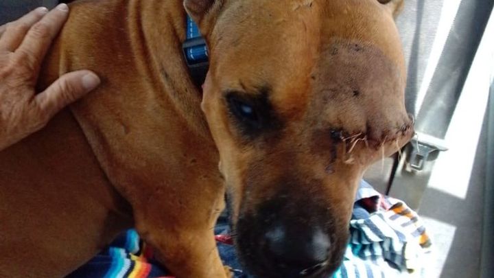 Help Nacho Finish His Fight for a New Life campaign photo, 1 of 7