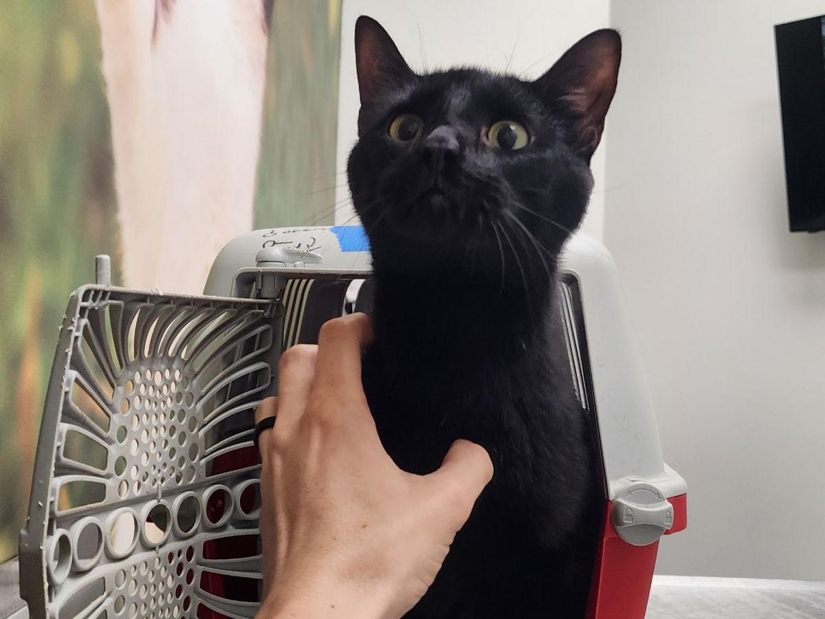 Help Save Bugs, Our Beloved Support Kitty campaign photo, 1 of 7