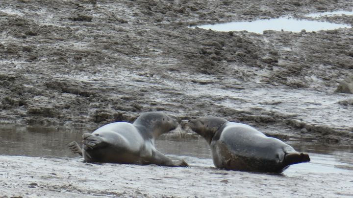 River Tees Harbour Seals campaign photo, 1 of 3