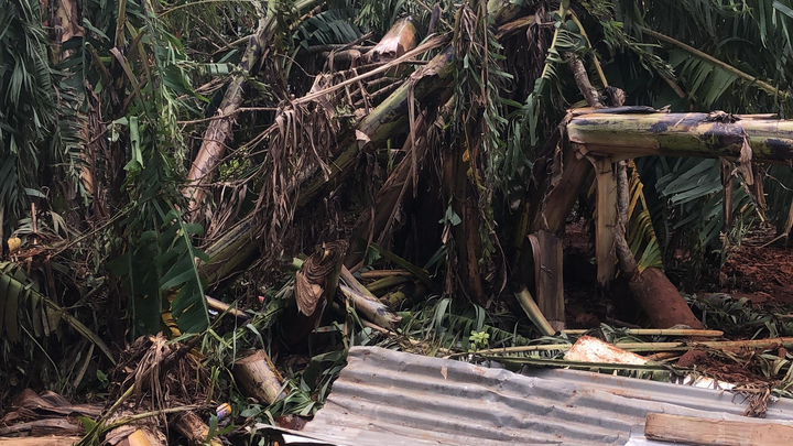 Support Kadian “Niko”Martin's Relief Efforts in Jamaica campaign photo, 1 of 4