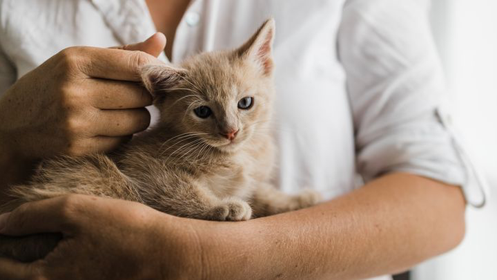 Donate to Support Paws of Love Rescue campaign photo, 1 of 3