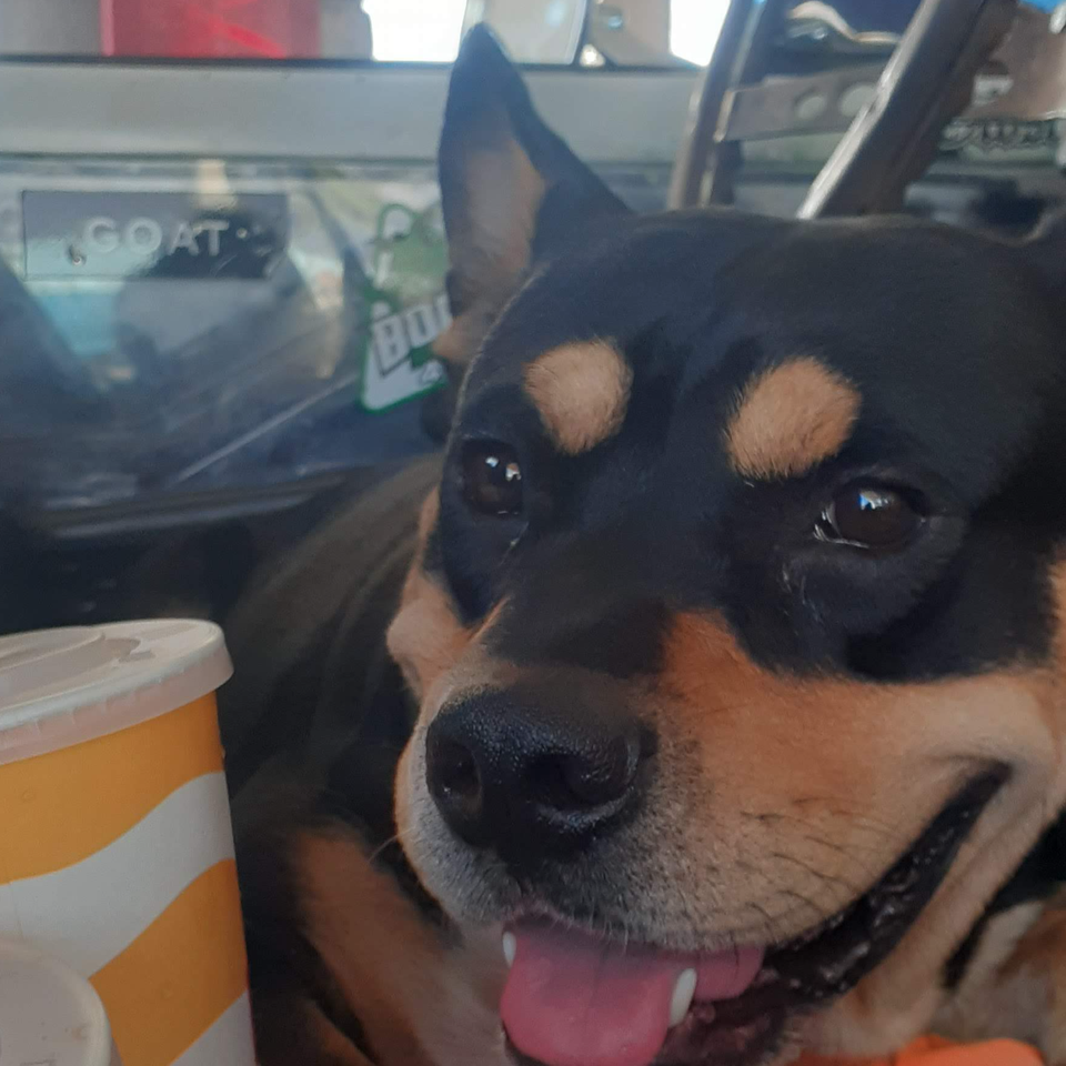 Help Kiawe with Medical Costs so he can run again
