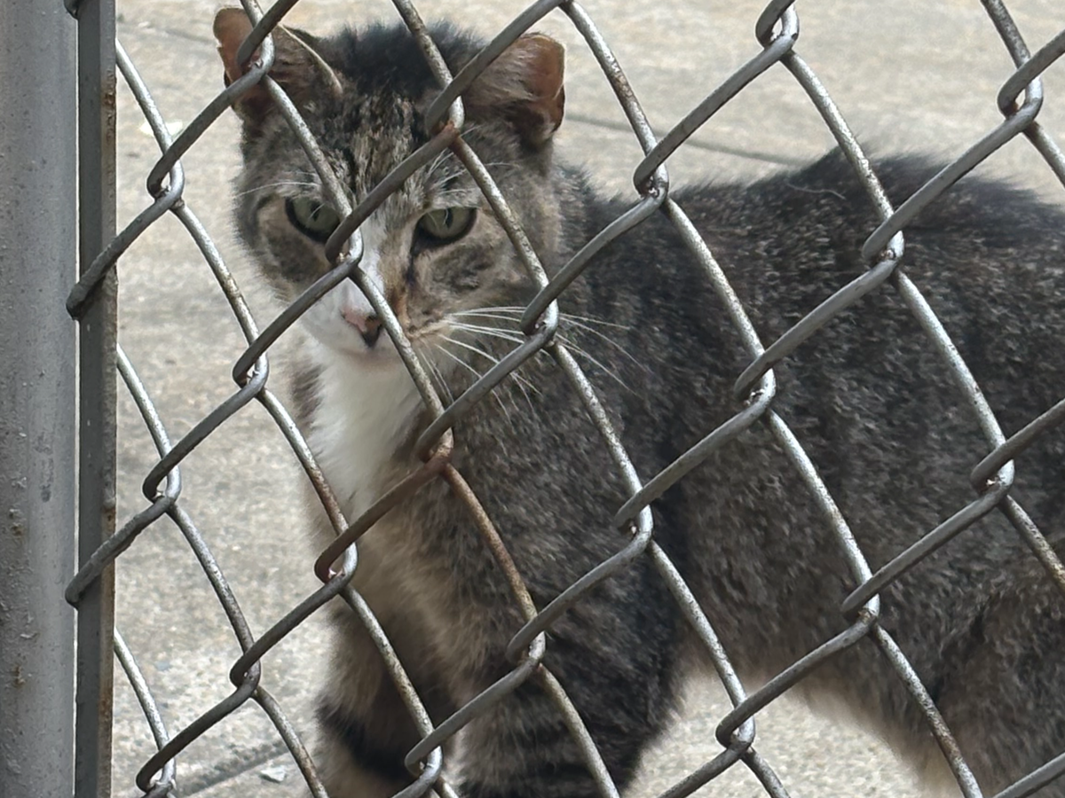 Save Steve's Paw: Donate for Surgery campaign photo, 1 of 4