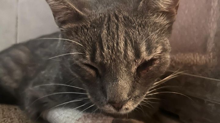 Fundraiser by Arianna Tahan : Aiutiamo Koray, il gatto di Via