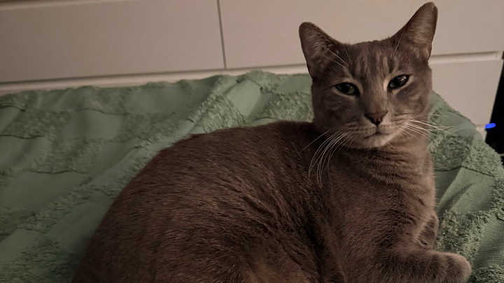 Urgent: Support Izabella's Search for Zoro campaign photo, 1 of 5
