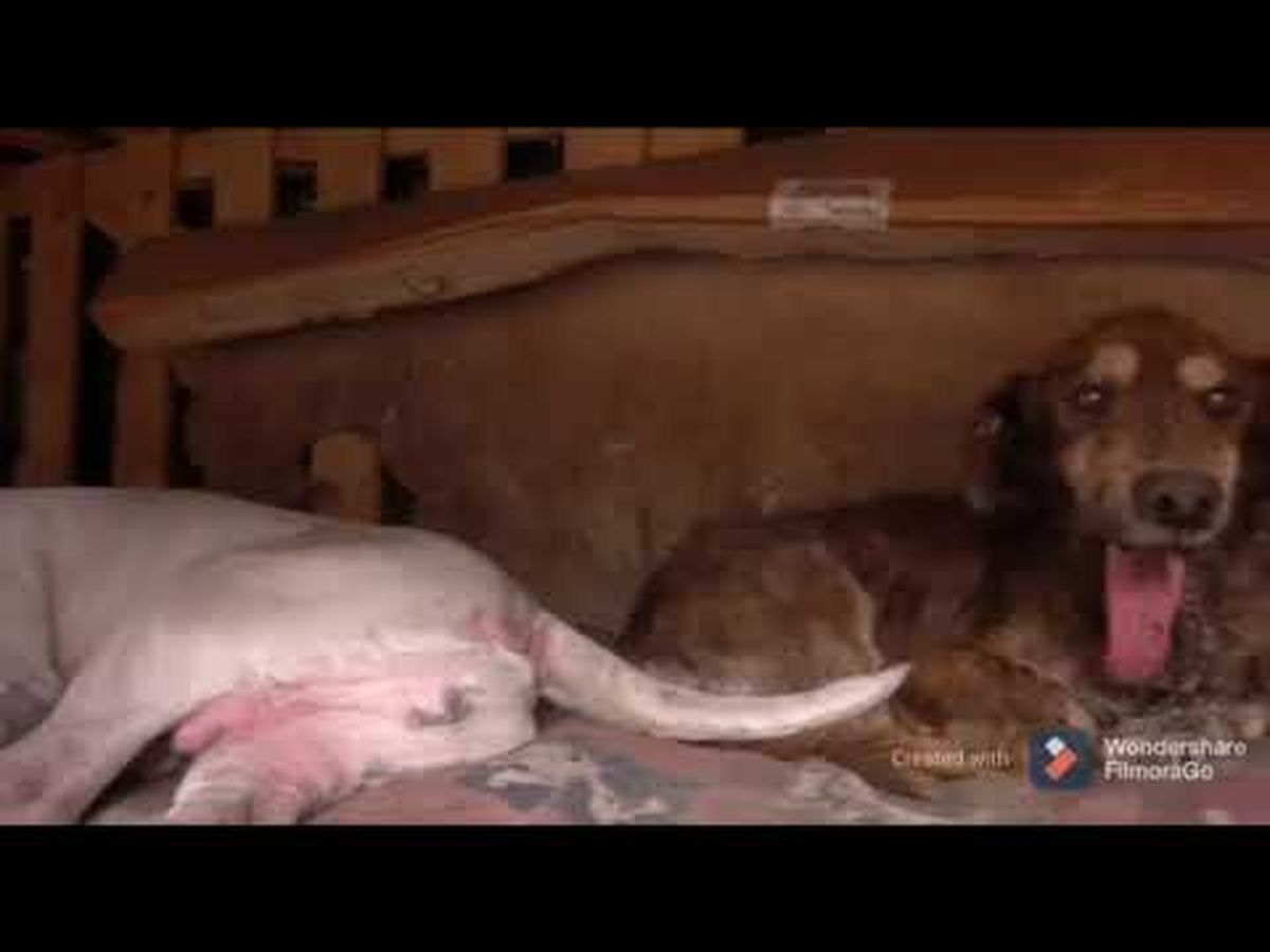 Fundraiser’s main image