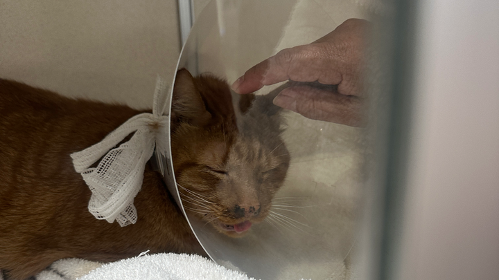 Help Boots Recover from Smoke Inhalation campaign photo, 1 of 3