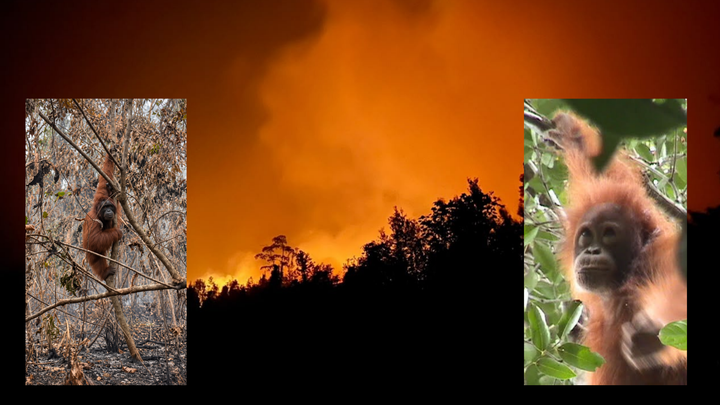 Save Borneo's Rainforests – From Fire to Recovery