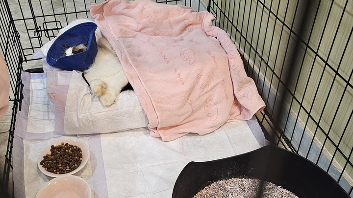 Bean's Memorial & Vet Bills campaign photo, 1 of 5