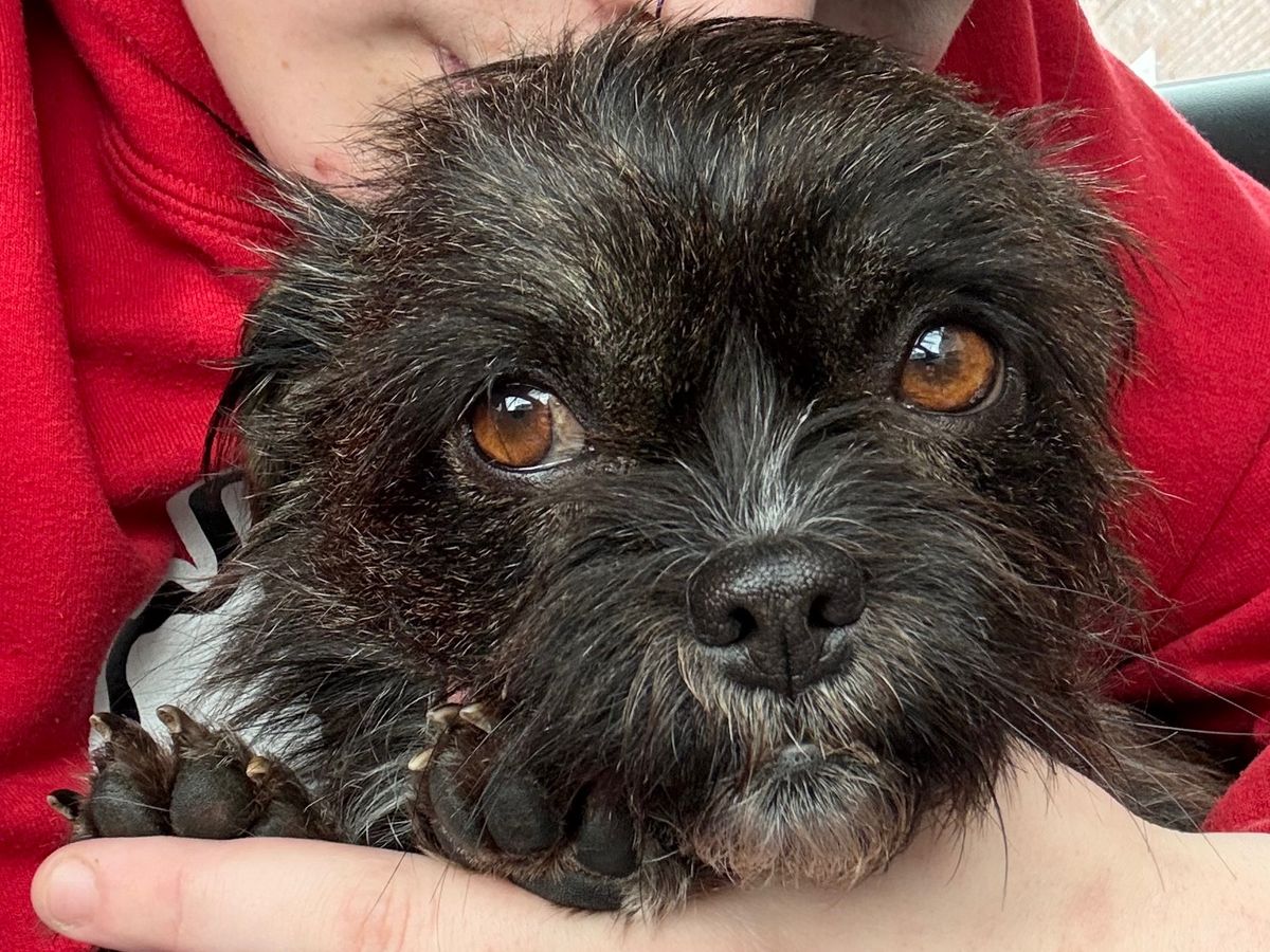 Fundraiser by Saphix Rayne : Help little baby rascal live the bestest life
