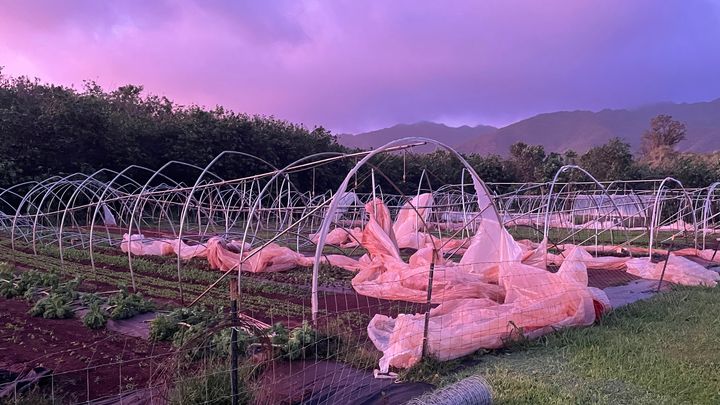 Rebuild Buena Vista Gardens After Hurricane Lowell campaign photo, 1 of 8