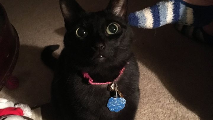 Helping Kendi Cremate Her Beloved Kitty Athena campaign photo, 1 of 5