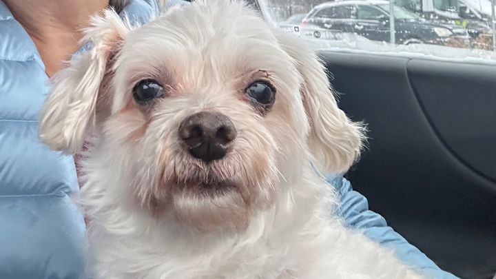 Help Bugg Get Dental Surgery campaign photo, 1 of 8