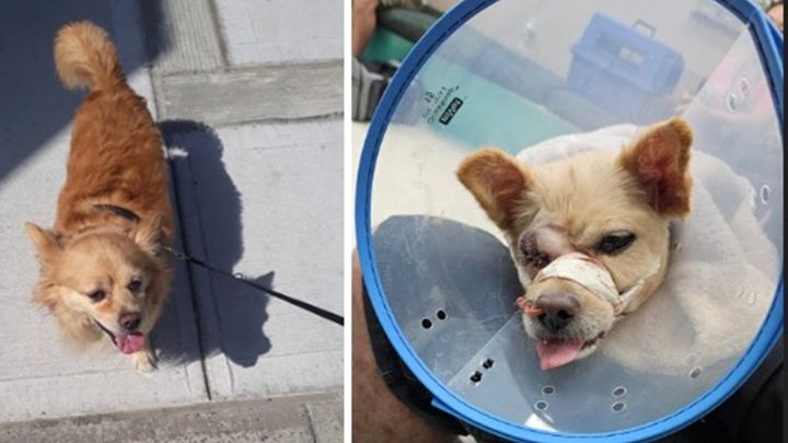 Help Support Ronnie's Sudden Surgery Costs campaign photo, 1 of 3