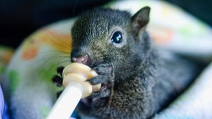 Help TSE Wildlife Center Become a 501(c)(3) campaign photo, 1 of 7