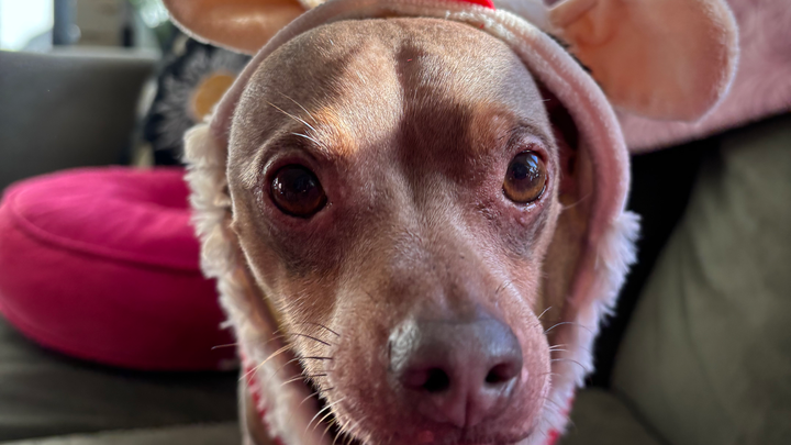 Support Walle's Surgery for a Pain-Free Life campaign photo, 1 of 8
