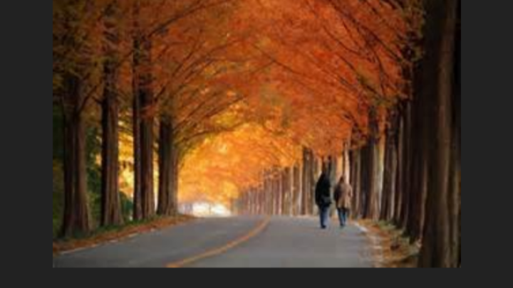 Redwoods for Oxygen... Preparing for our Lord's return campaign photo, 1 of 4