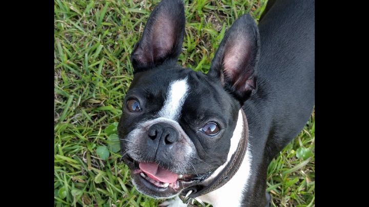Goku's Pelvic Surgery campaign photo, 1 of 2