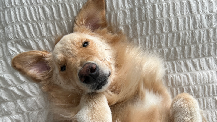 Donate to Buddy's Ongoing Medical Care campaign photo, 1 of 8
