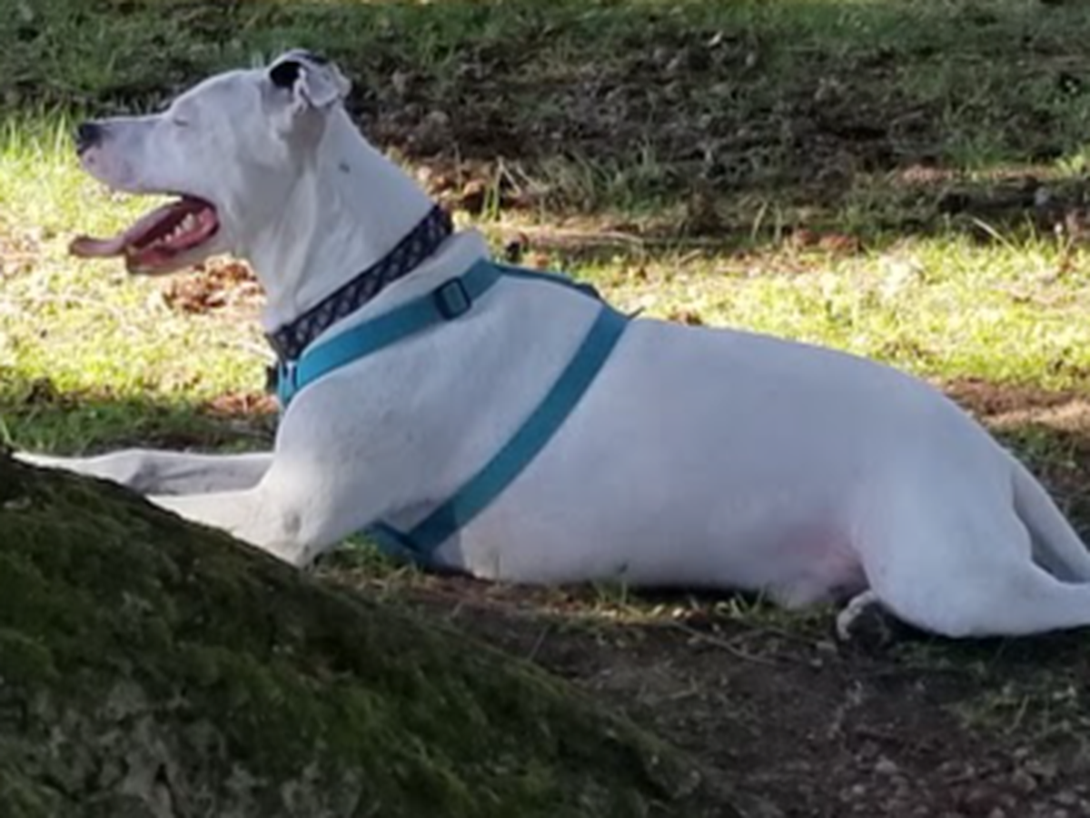 Help Cover Harley's Final Vet Costs campaign photo, 1 of 8