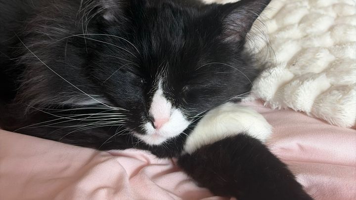 Support My Cat’s Hospitalization Costs campaign photo, 1 of 3