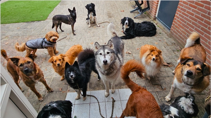 Foto van campagne Hondendagopvang Doggybalance heeft jullie hulp nodig!, 1 van 5