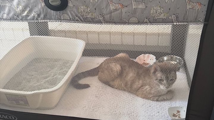 Aid for Kristene’s Family and Their Beloved Cats campaign photo, 1 of 6