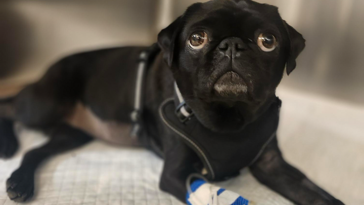 Main fundraiser photo