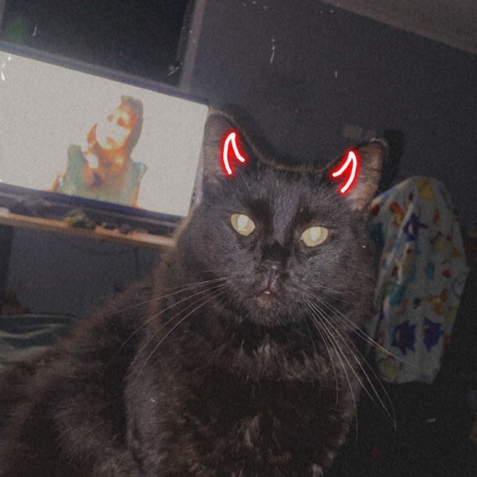 Fundraiser by Kodhi Davison : Veterinary Care for Kiyan