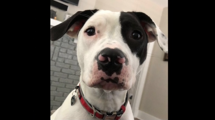 Help Bama Get Life-Saving Surgery campaign photo, 1 of 3