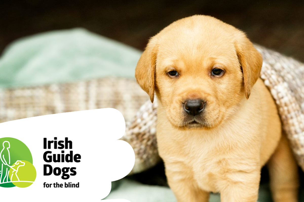 Irish guide dogs store for the blind