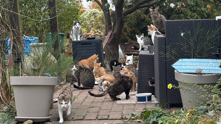 Kastration statt Katzenleid – helft uns, Leben zu retten campaign photo, 1 of 7