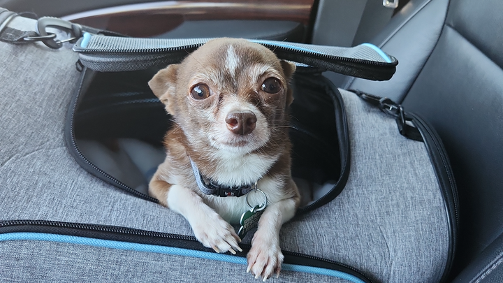 Little dog, big fight: Surgery needed for this 4 lb Chihuahu campaign photo, 1 of 5