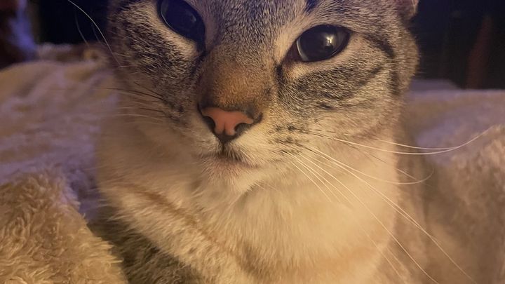 Help Save Mochi: Emergency Vet Care Needed campaign photo, 1 of 6