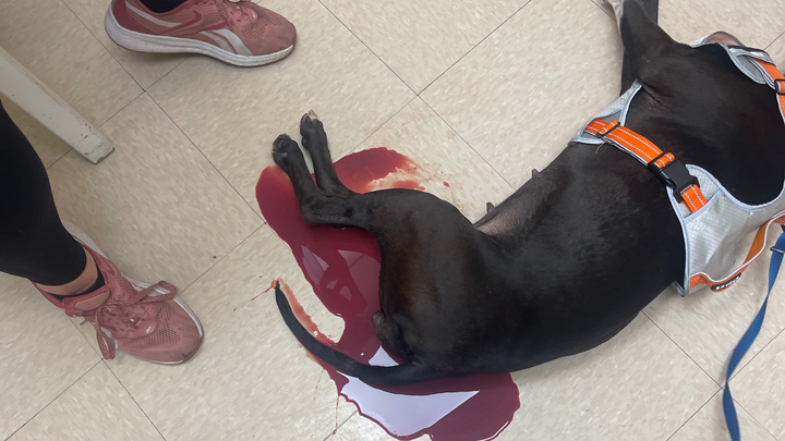 Help Maleficent Get Emergency Pyometra Surgery campaign photo, 1 of 5