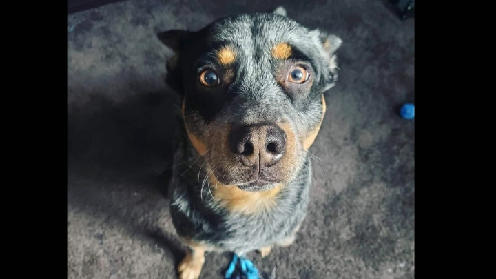 Support Tucker's Life-Saving Surgery campaign photo, 1 of 8