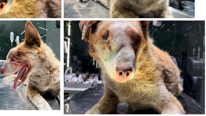 Help Save This Severely Injured Street Dog campaign photo, 1 of 7