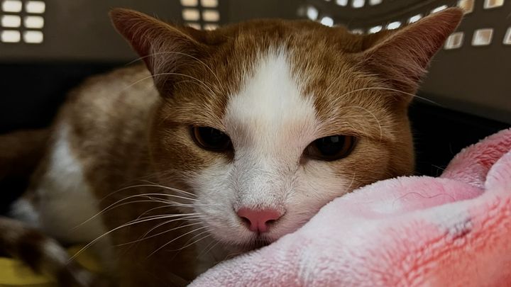 Help Toulouse Recover from Emergency Surgery campaign photo, 1 of 7