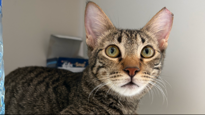 Help Truffle Fly Home to Germany campaign photo, 1 of 3