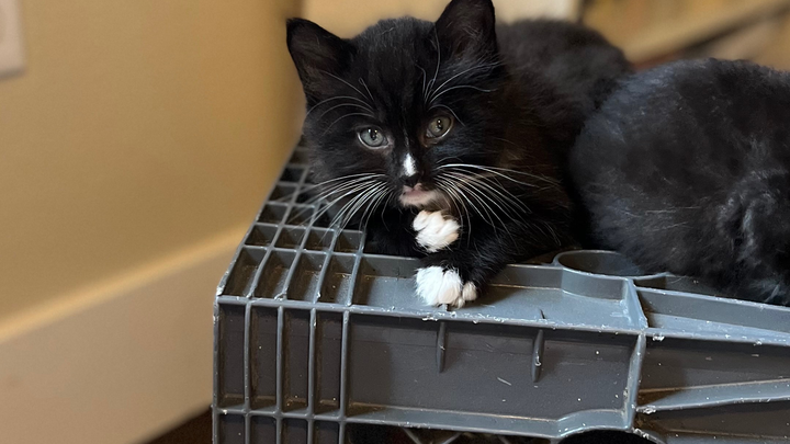 Help Baby Kitten Get Essential X-Rays campaign photo, 1 of 4