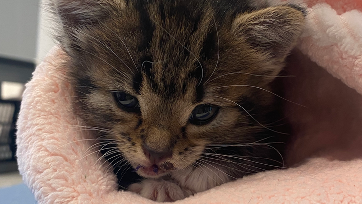 Donate to Help an Injured Kitten Recover campaign photo, 1 of 8