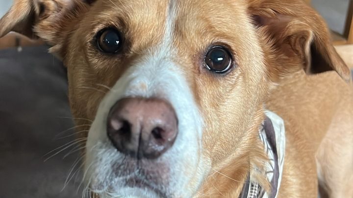 Help Woodrow Fight IMHA and Get Life-Saving Care campaign photo, 1 of 7